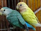 Sami adult pair love bird