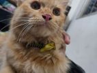 Sami Parsian Cat