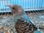 Sami Tame Budgerigar Male
