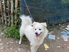 Samoyed Mix Dog