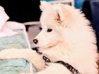 Samoyed Pappy Sell