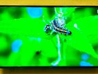 Samsung-43" Inche Smart Dolby Sound System Crystal Colour