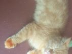 persian adult female cat sell
