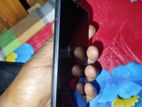 Samsung Galaxy A03 Core 2024 (Used)
