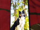Samsung Galaxy A03S (Used)