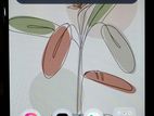Samsung Galaxy A52 (Used)