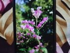 Samsung Galaxy F23 . (Used)