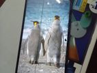 Samsung Galaxy M11 (Used)