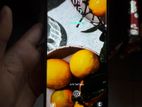 Samsung Galaxy S10 Lite . (Used)