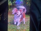Samsung Galaxy S20 Plus . (Used)