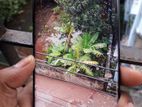 Samsung Galaxy S8 Plus 4/64 (Used)