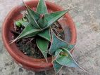 Sansevieria Pinguicula (snake Plant)