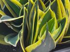 Sansevieria Verigated snake plant