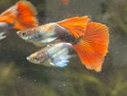 Santaclaus Guppy Fish