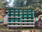 সৌখিন কবুতরের বাসা (কাঠ)