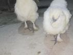 সৌখিন মুরগির বাচ্চা ১ জোড়া