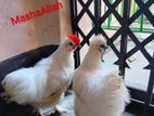 সৌখিন মুরগির বীজ ডিম।