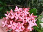সব গাছ বিক্রি হবে।