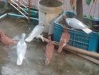 সব কবুতর বিক্রি হবে