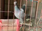 সবজি রেসার