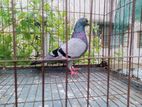 সবজী নর!