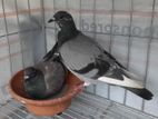 সবুজ দোবাজ রেসার হুমার নিউ অ্যাডাল্ট পেয়ার