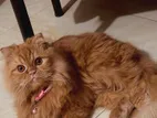 Scottish Bloodline Persian Male Cat ..(urgent sell)