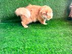 Scottish fold active adult male sell.