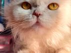 Scottish fold adult female cat