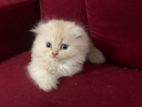 Scottish fold baby kitten