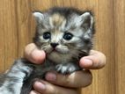 Scottish Fold Calico