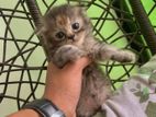 Scottish fold calico kitten