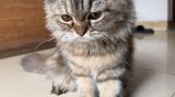 Scottish Fold Cat