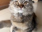 Scottish Fold Cat