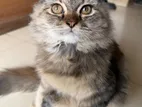 Scottish Fold Cat
