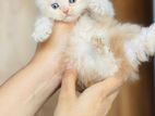 Scottish fold female kitten