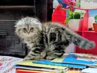 Scottish Fold Kitten
