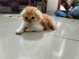 Scottish Fold Kitten for sell