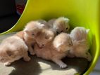 Scottish Fold Kittens