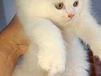 Cat For Sale