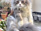 Scottish Fold Persian Cat