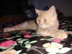 Scottish Fold Pure Persian sort Hair (Male)