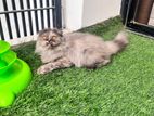 Scottish highland fold female cat (semi-adult)