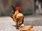 Chicken For Sale