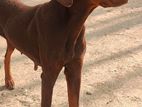 🐾 Seeking a High-Quality European Doberman Male for Breeding