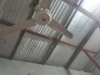 Fan for sell