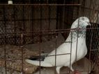 Kobutor for sale