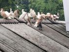Bird Sell
