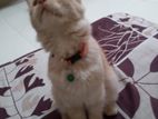 Cat Sell
