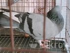 Bird for sale
